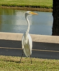 Ardea alba