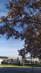 Curaeus curaeus curaeus