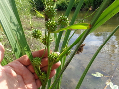 Sparganium erectum erectum