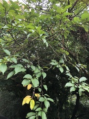 Rhamnus nakaharai