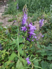Campanula rapunculoides