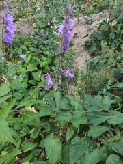 Campanula rapunculoides