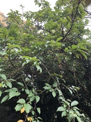 Rhamnus nakaharai