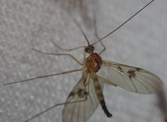 Macrocera phalerata