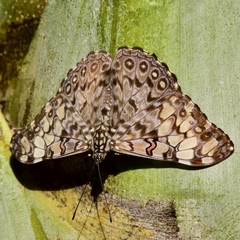 Hamadryas feronia farinulenta