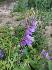 Campanula rapunculoides