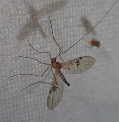 Macrocera phalerata