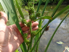 Sparganium erectum erectum