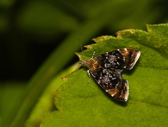 Prochoreutis sehestediana