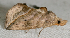 Calyptra canadensis