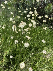 Triantha occidentalis