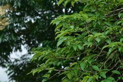 Rhamnus nakaharai