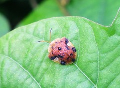 Laccoptera nepalensis
