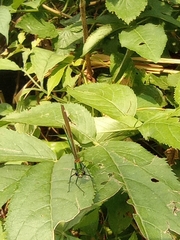Calopteryx haemorrhoidalis