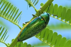 Sternocera aequisignata