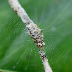 Cyclosa