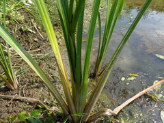 Sparganium erectum erectum