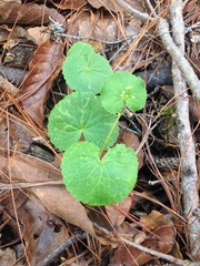 Micropleura renifolia