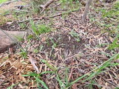 Pterostylis dolichochila
