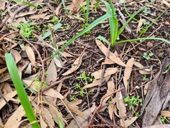 Pterostylis dolichochila