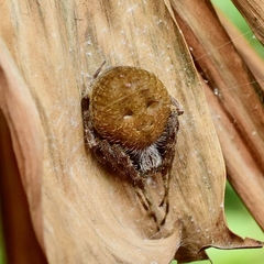 Eriophora