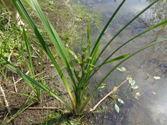 Sparganium erectum erectum