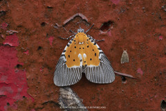 Peridrome orbicularis