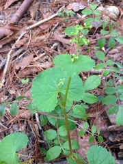 Micropleura renifolia