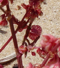 Rumex pictus