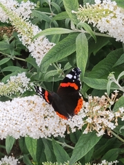 Vanessa atalanta