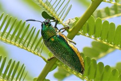 Sternocera aequisignata