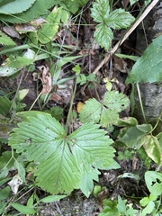 Fragaria moschata