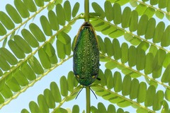 Sternocera aequisignata