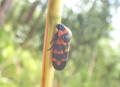 Cosmoscarta dimidiata