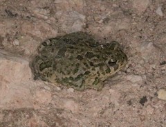 Anaxyrus cognatus