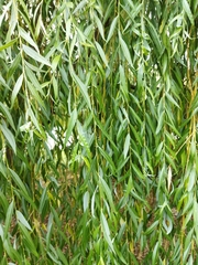 Salix × sepulcralis