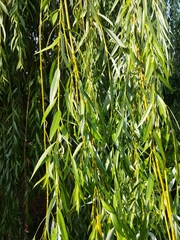 Salix × sepulcralis