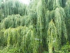 Salix × sepulcralis