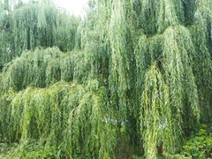 Salix × sepulcralis