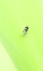 Neoloxotaenia gracilis