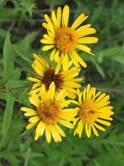 Pentanema salicinum