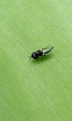 Neoloxotaenia gracilis