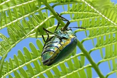 Sternocera aequisignata