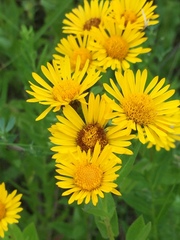 Pentanema salicinum