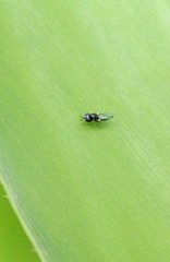 Neoloxotaenia gracilis