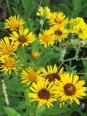 Pentanema salicinum