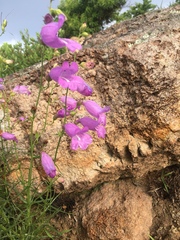 Penstemon stenophyllus