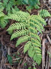 Dryopteris carthusiana