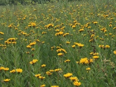Pentanema salicinum