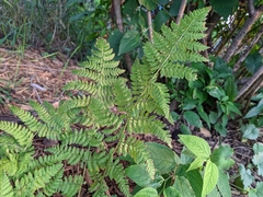 Dryopteris carthusiana